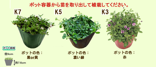 ポット苗（ポット直径：9cm高さ：約7cm）ポット容器から出して植栽してください。　S1ポット色：黒　S2ポット色：赤　K5ポット色：濃い緑