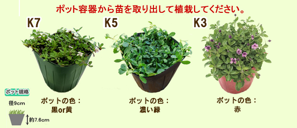 ポット苗(ポット直径:9cm高さ:約7cm)ポット容器から出して植栽してください。 S1ポット色:黒 S2ポット色:赤 K5ポット色:濃い緑