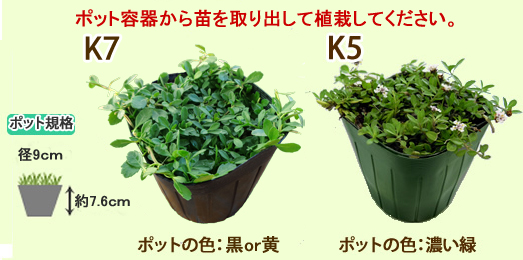 ポット苗（ポット直径：9cm高さ：約7cm）ポット容器から出して植栽してください。　S1ポット色：黒　S2ポット色：赤　K5ポット色：濃い緑