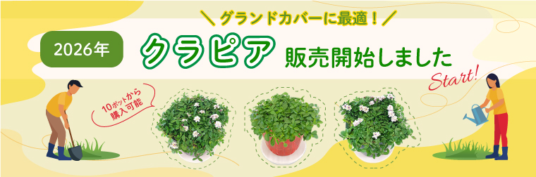 2026年度クラピアを植えてみませんか