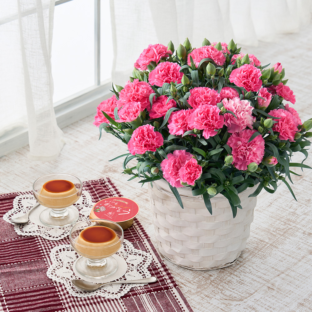 ホシファーム　カーネーション＆たまご村プリン３個