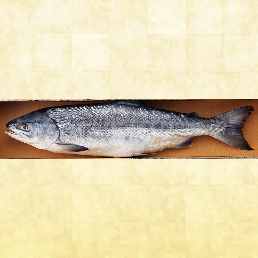知床鮭1.6kg