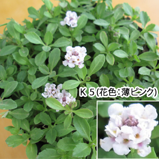 クラピア24ポット苗（花色：薄ピンクK5）【送料込み】