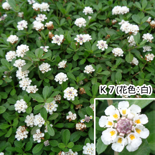 クラピア24ポット苗（花色：白K7）【送料込み】