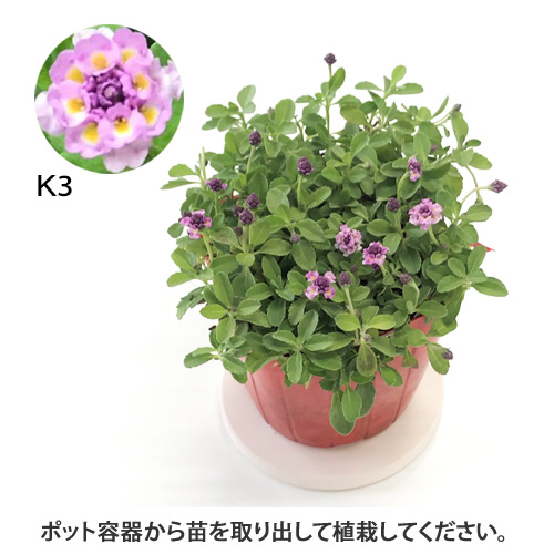 クラピア24ポット苗（花色：ピンクK3）【送料込み】